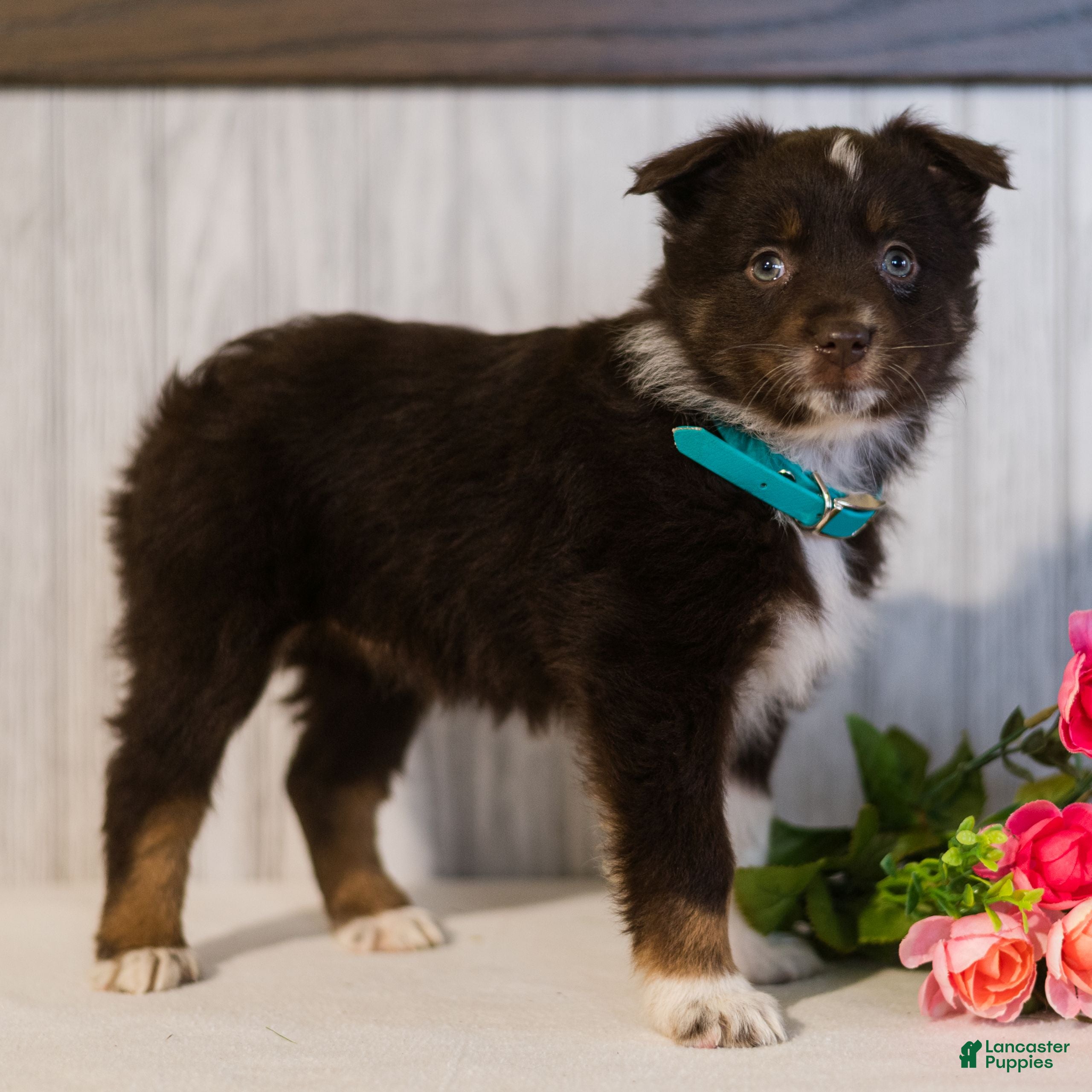 Miniature Australian Shepherd dogs Crystal  - Ad 1