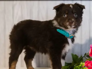 Miniature Australian Shepherd dogs for sale: Crystal - Ad 2