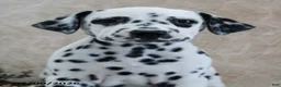 Dalmatian dogs for sale: Heidi - Ad 2