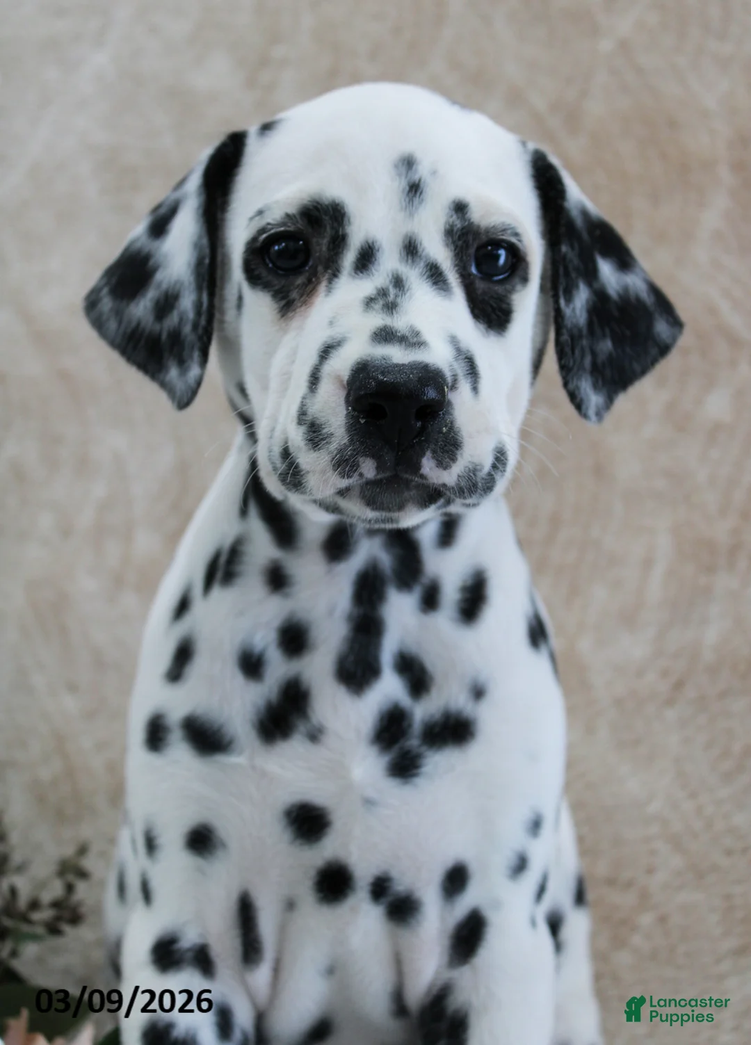 Dalmatian dogs for sale: Heidi - Ad 2