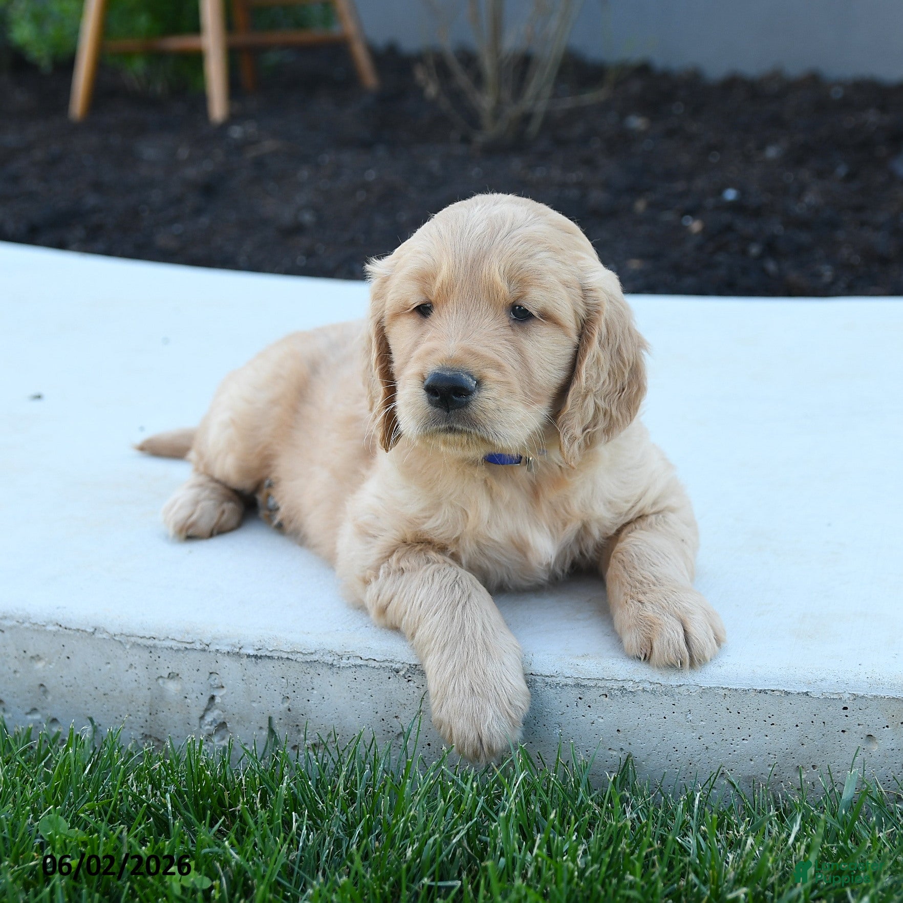 Golden Retriever dogs for sale: Watson - Ad 3