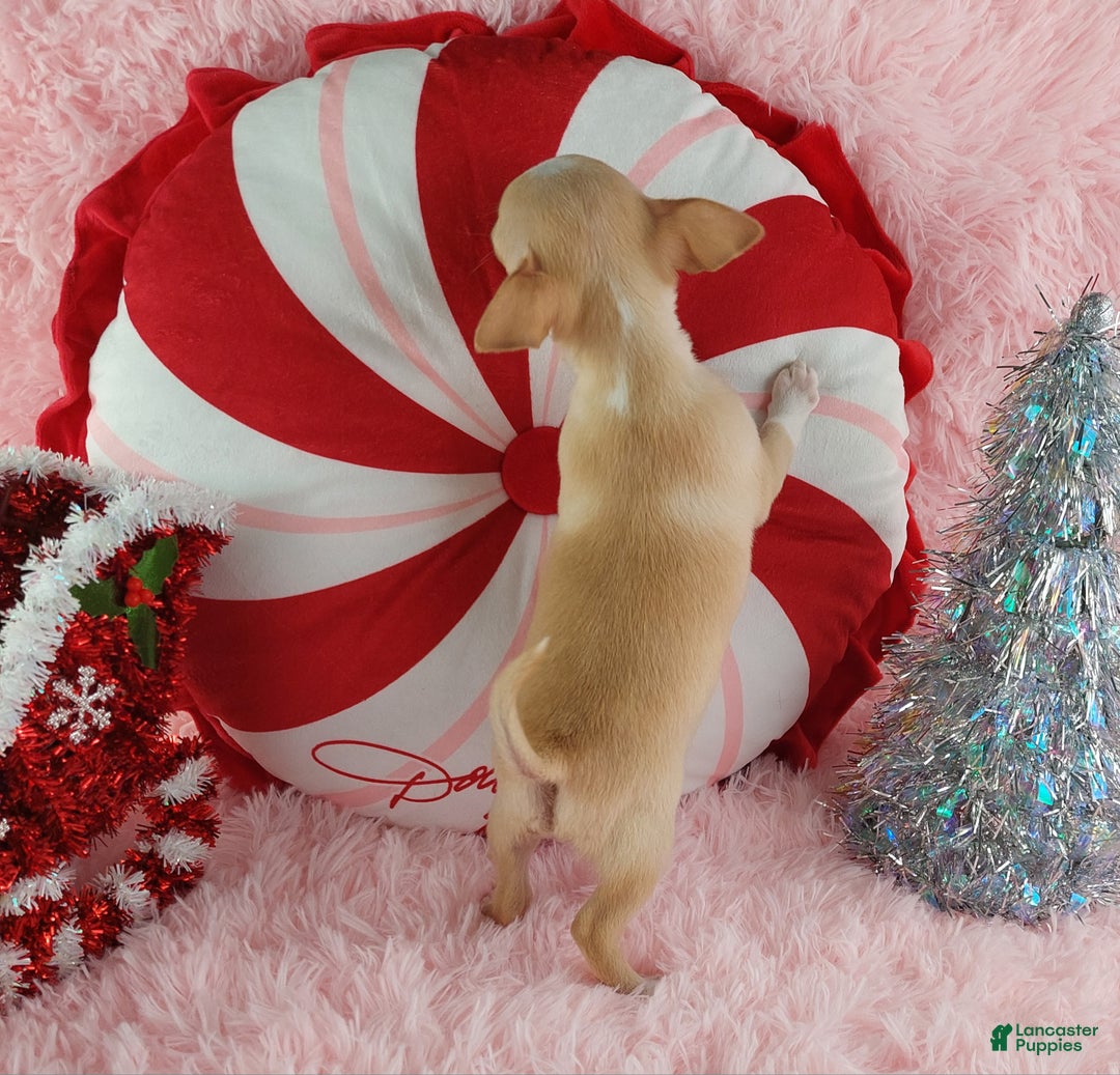 Chihuahua dogs for sale: Chihuahua Puppy 2 - Ad 4