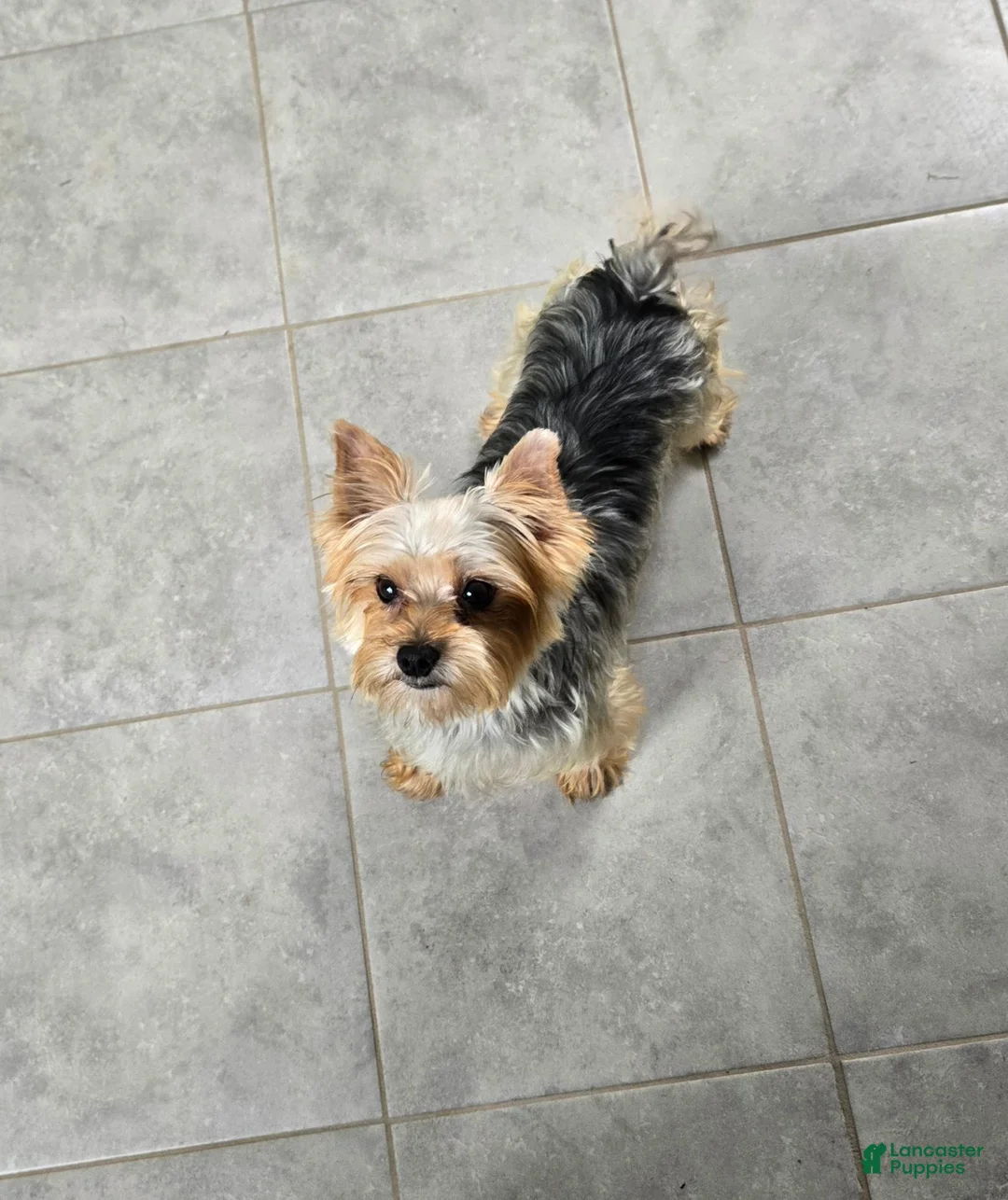 Yorkshire Terrier dogs for sale: Pixie - Ad 7