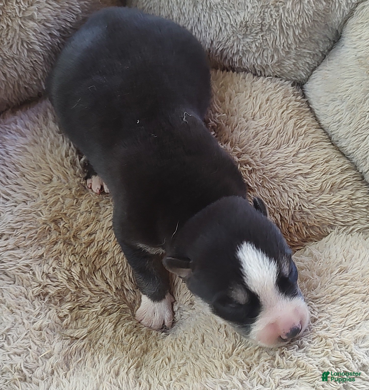 Siberian Husky dogs Sonya's male 5 - Ad 35