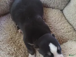 Siberian Husky dogs Sonya's male 5 - Ad 32