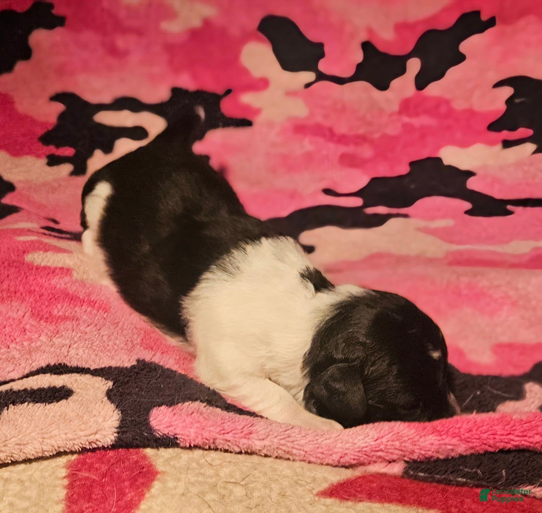 Chihuahua dogs for sale: Cindy - Ad 7