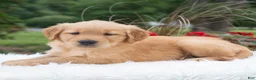 Golden Retriever dogs for sale: Hayley  - Ad 2
