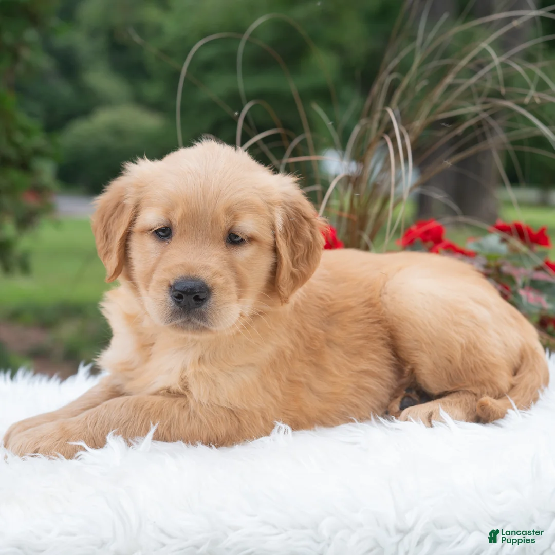 Golden Retriever dogs for sale: Hayley  - Ad 2
