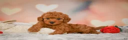 Toy Poodle dogs for sale: Benji - Ad 4