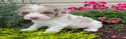 Cavapoo dogs for sale: Archie - Ad 3