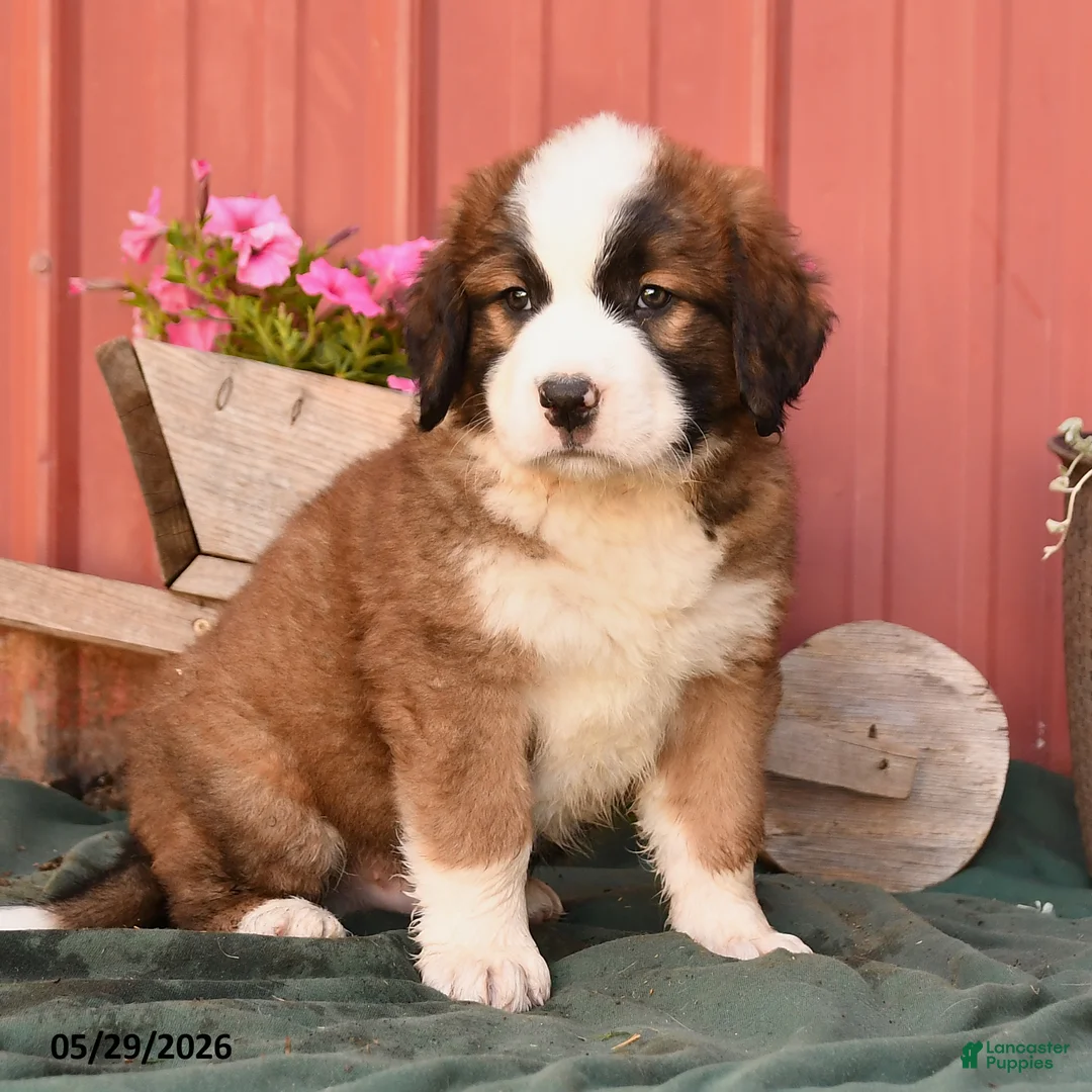 Mixed Breed dogs for sale: Klaus - Ad 2