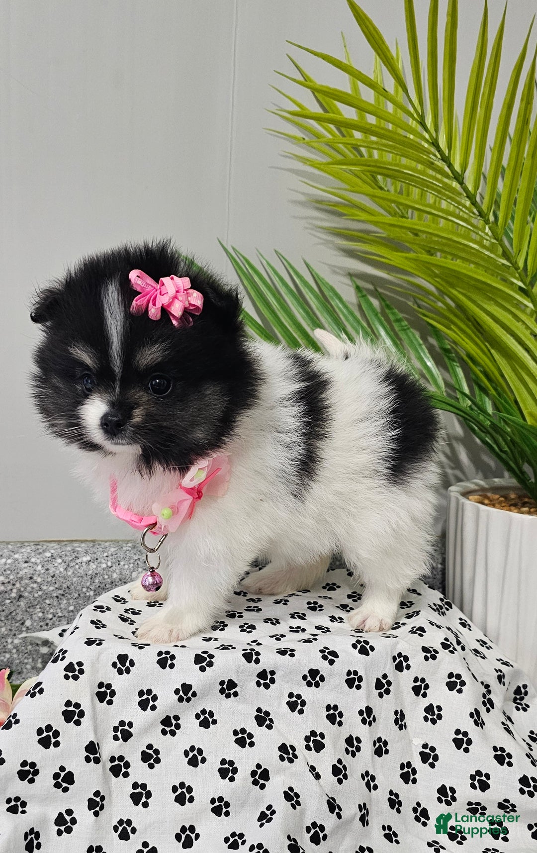 Pomeranian dogs for sale: Roxie  - Ad 4