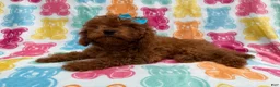 Cavapoo dogs for sale: Dora - Ad 4
