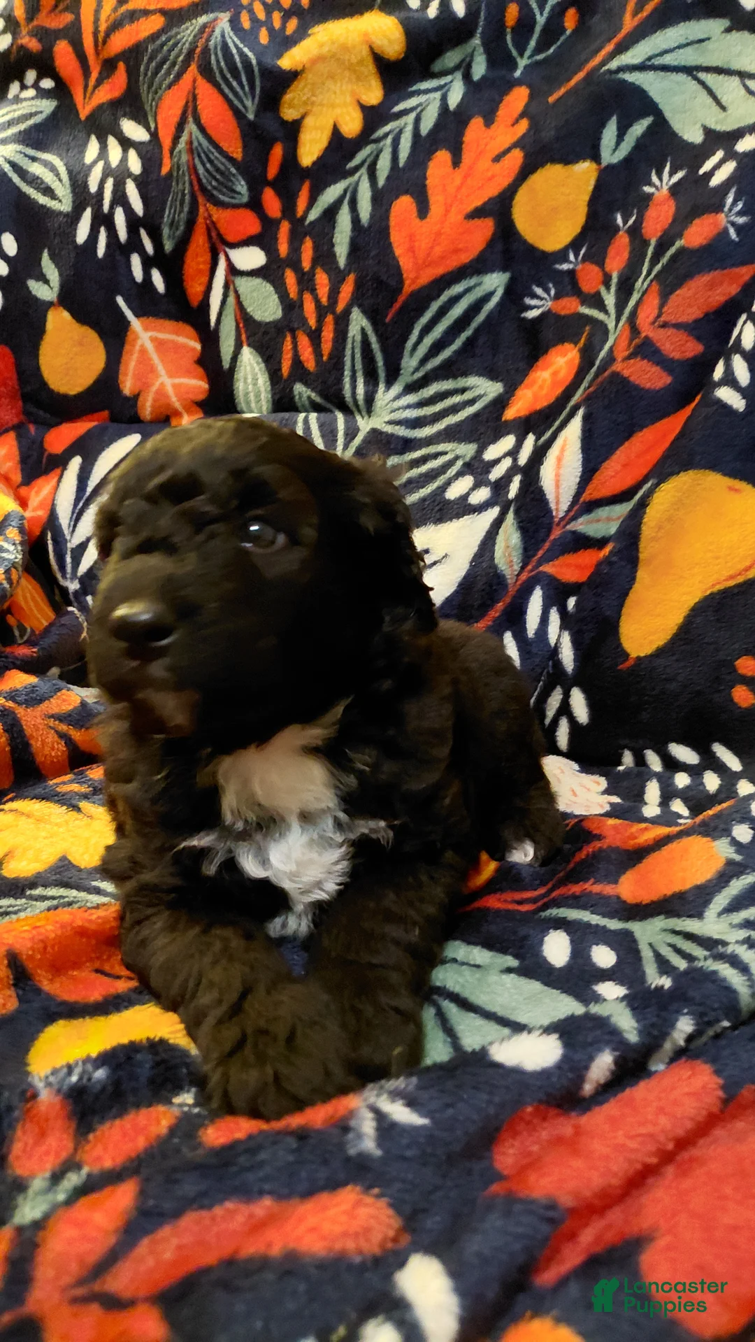Mini Goldendoodle dogs for sale: Mountain Goldendoodle - George Washington - Ad 1