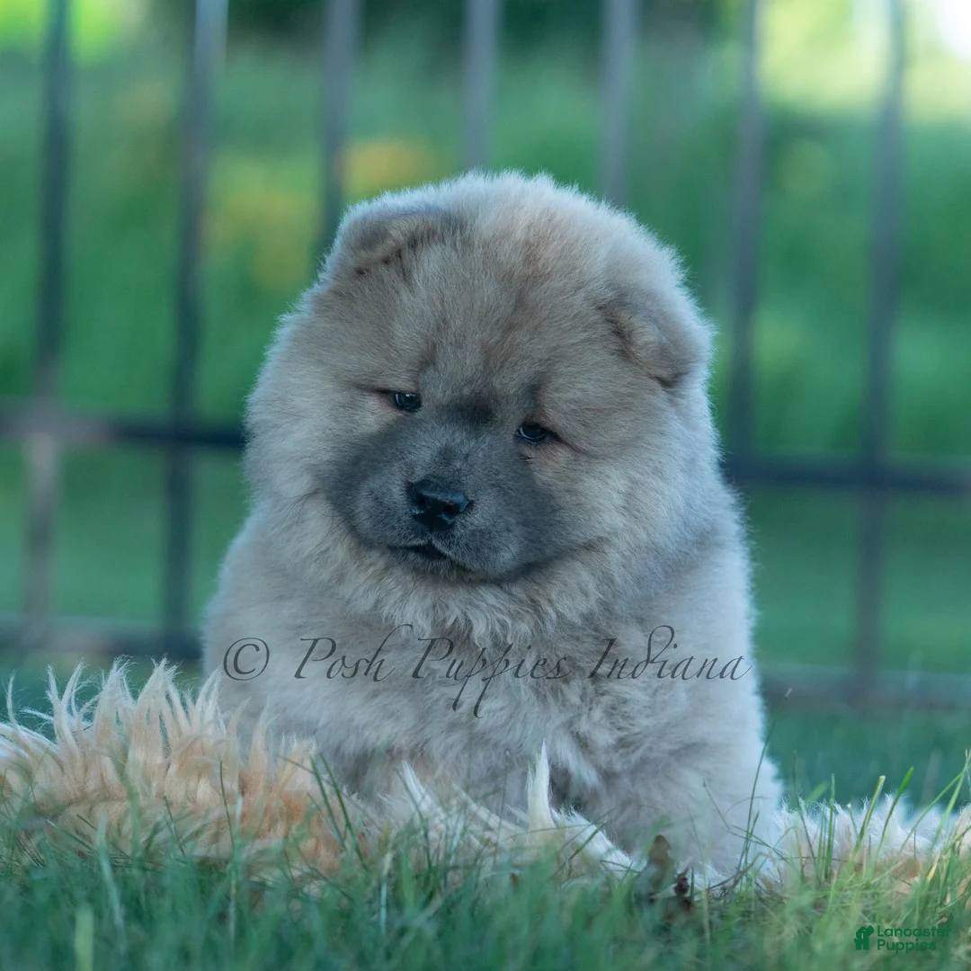Chow Chow dogs for sale: Bouji - Ad 12