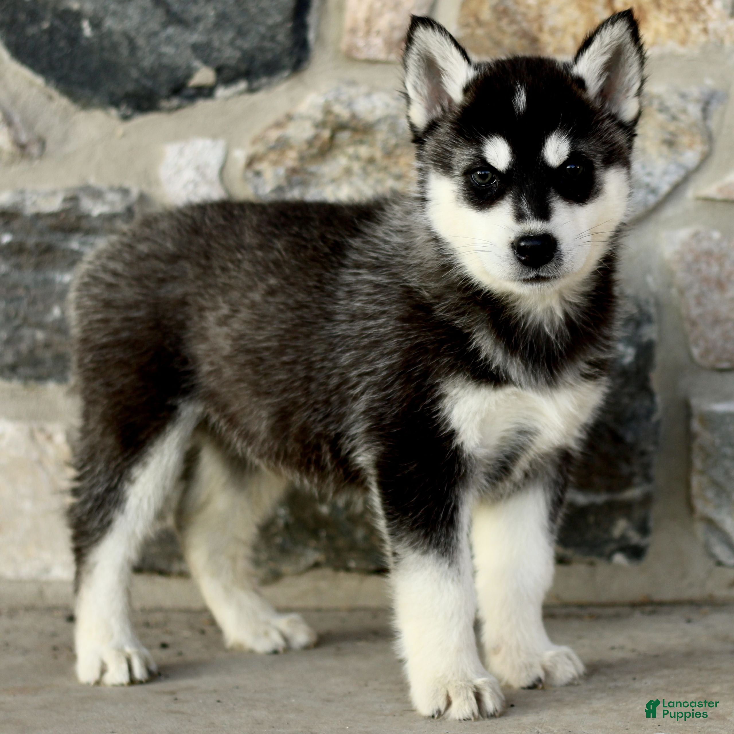 Gerberian Shepsky dogs Jaxon  - Ad 1