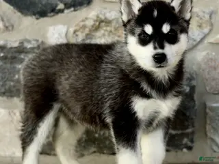 Gerberian Shepsky dogs for sale: Jaxon - Ad 4