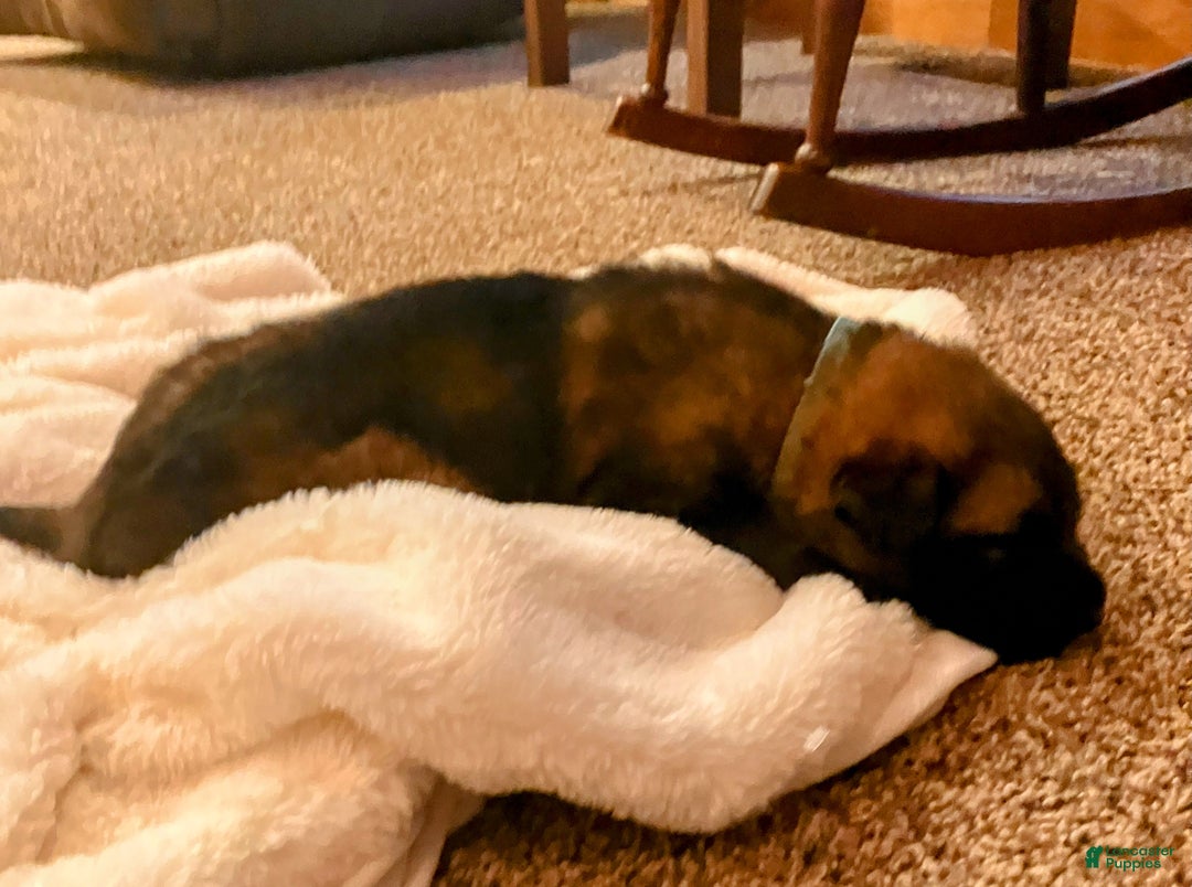 German Shepherd dogs for sale: ♥️SWEET SABLE ♥️ - Ad 3