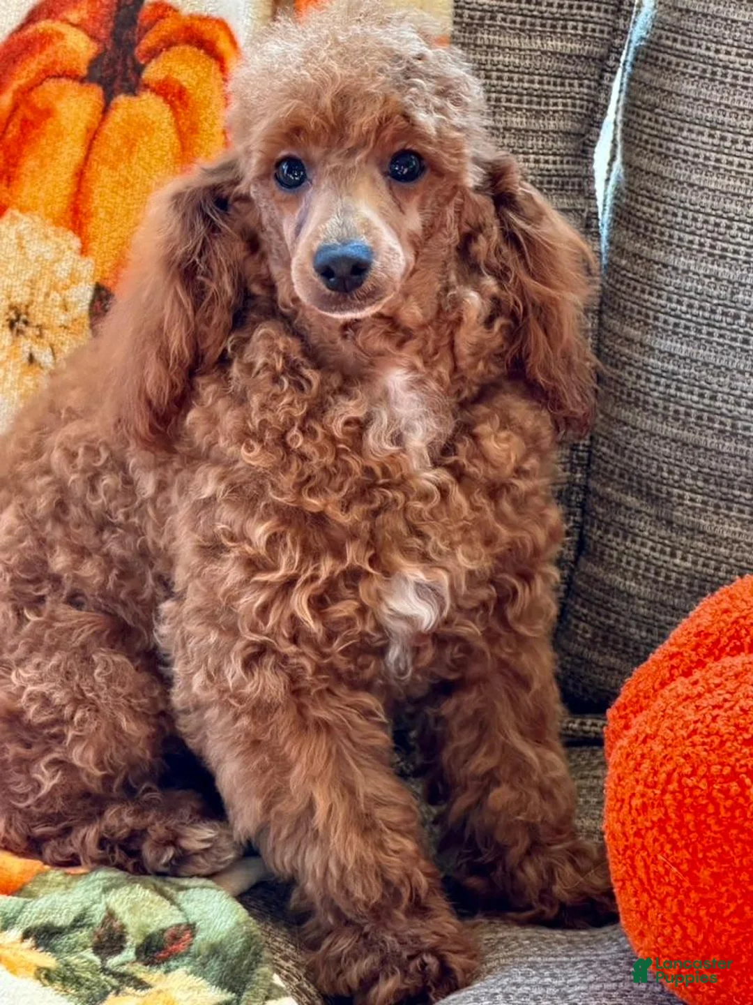 Toy Poodle dogs for sale: Finn - Ad 2