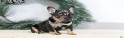 French Bulldog dogs for sale: Fiona - Ad 5