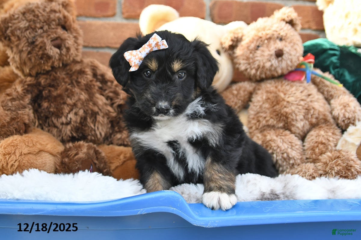 Aussiedoodle dogs Muffin - Ad 19
