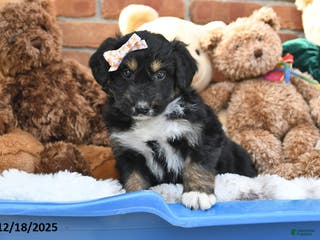 Aussiedoodle dogs Muffin - Ad 14
