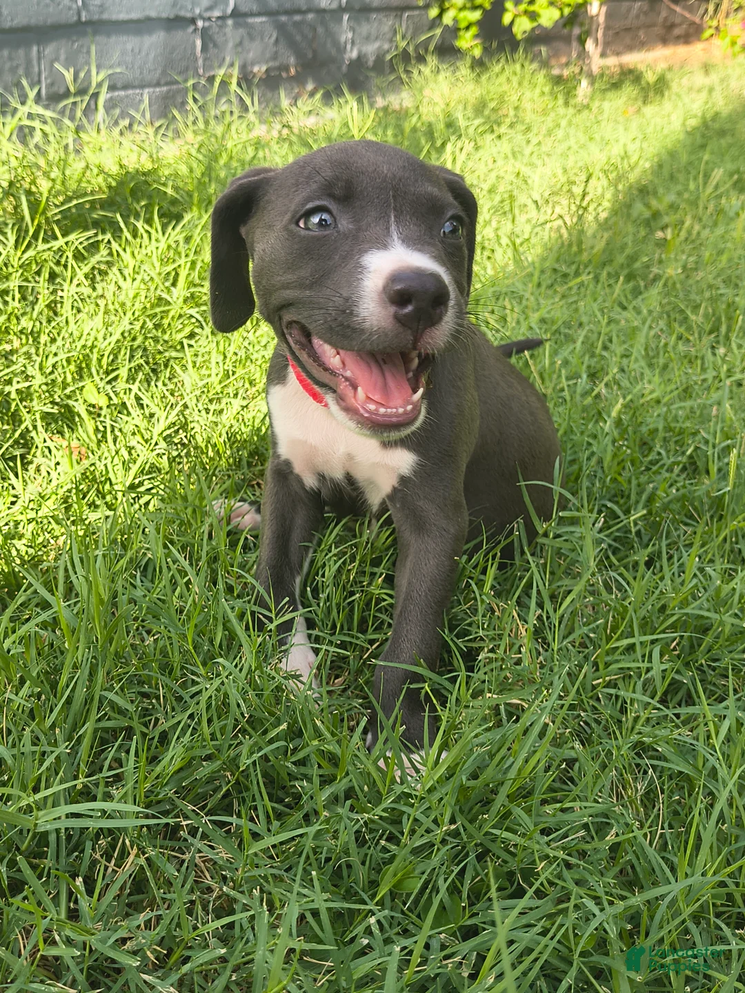 American Pit Bull Terrier dogs for sale: Chilli - Ad 1