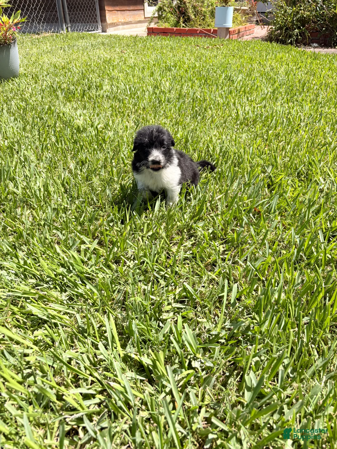 Mixed Breed dogs for sale: Fred  - Ad 1