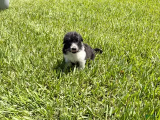 Mixed Breed dogs Fred - Ad 25