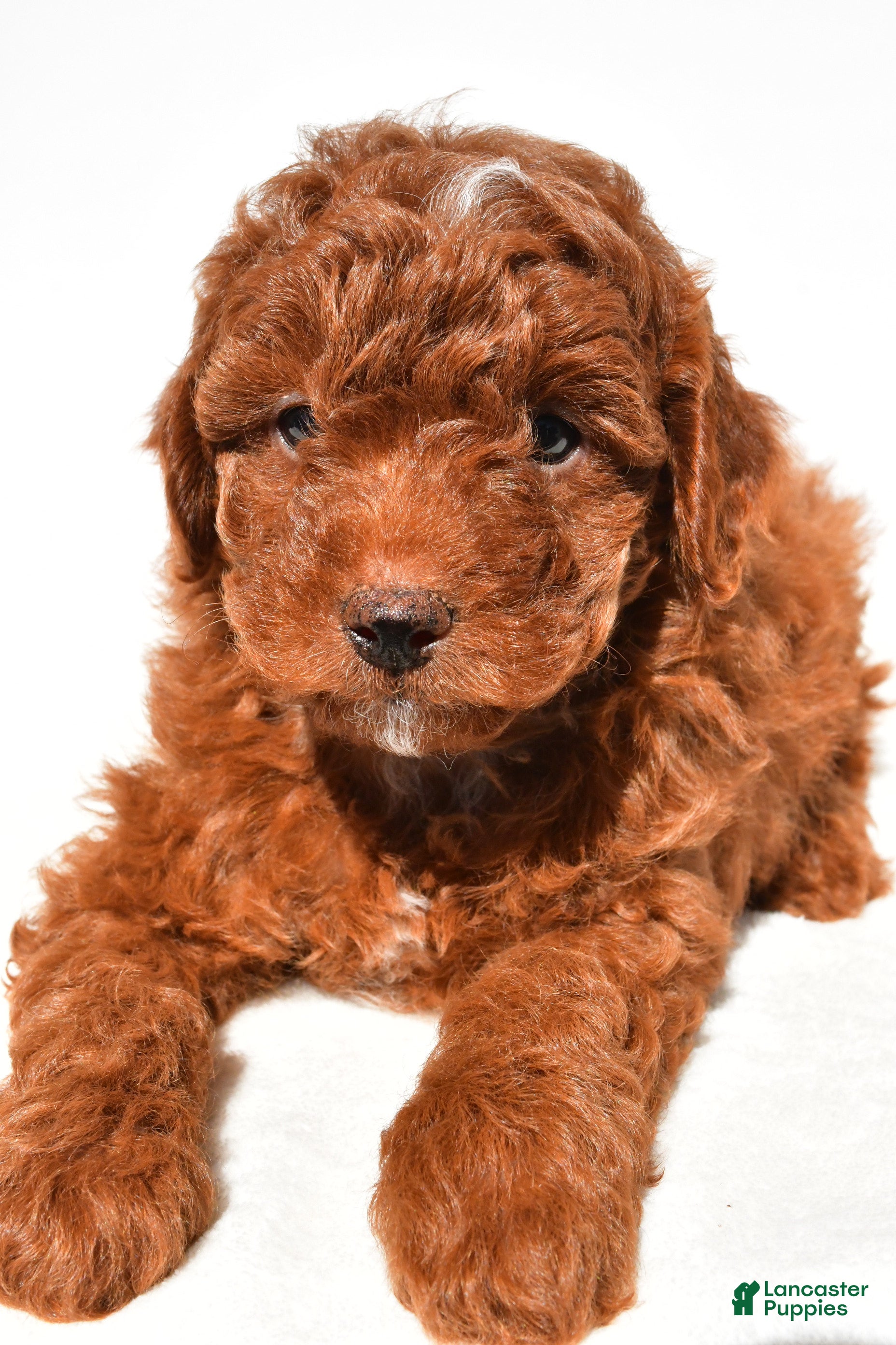 Miniature Poodle dogs Cooper - Ad 2