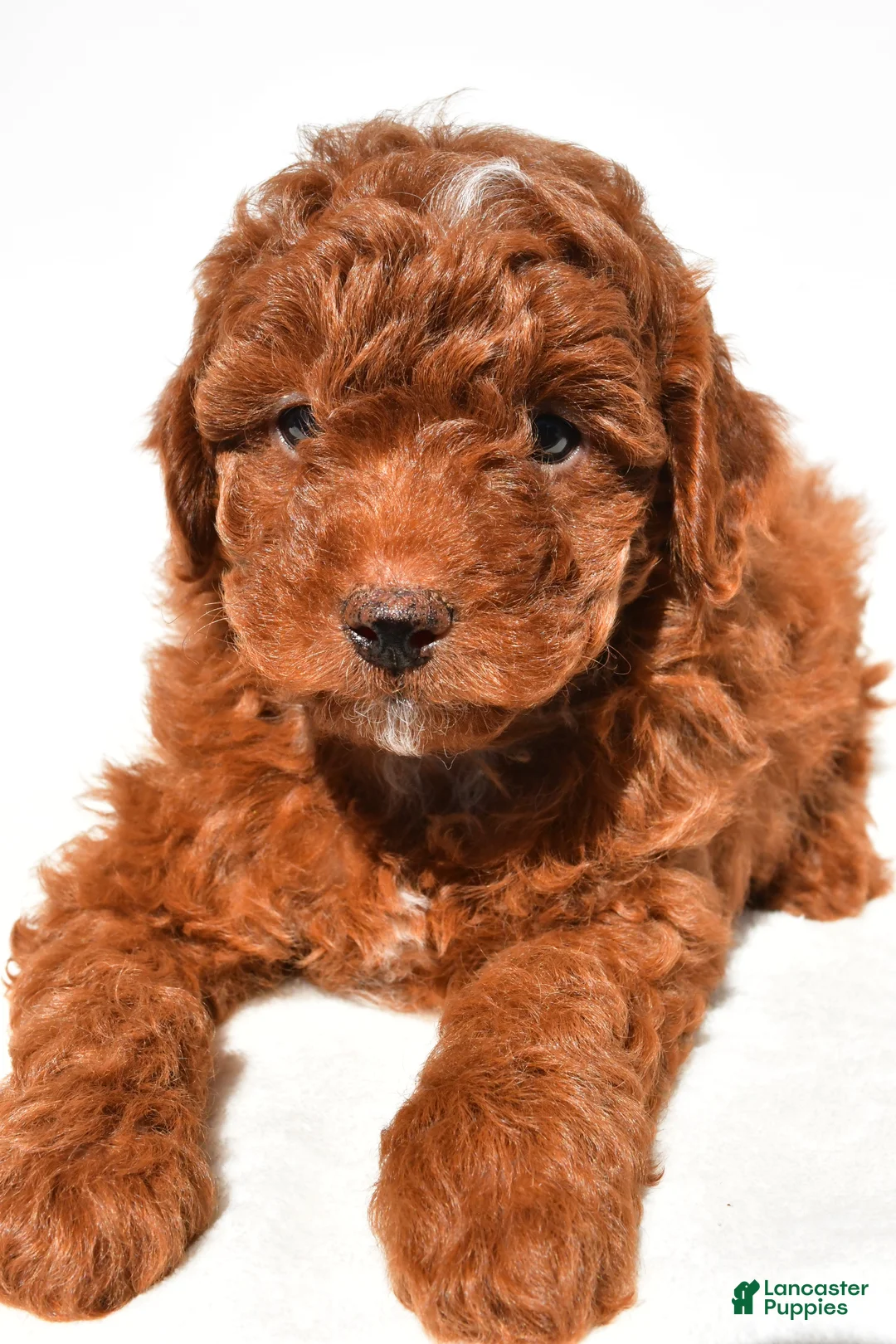 Miniature Poodle dogs for sale: Cooper - Ad 2