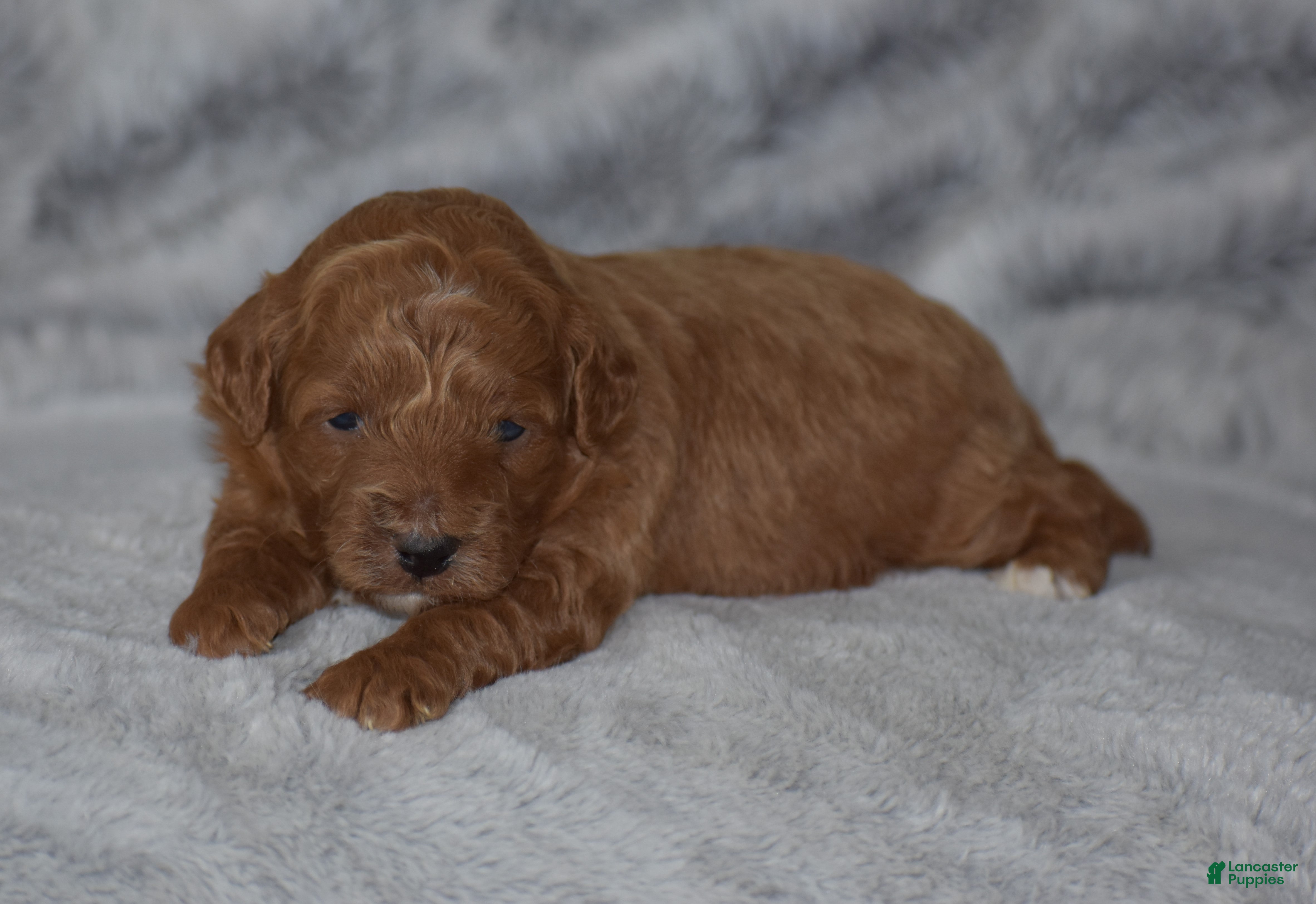 Miniature Poodle dogs Raine - Ad 1