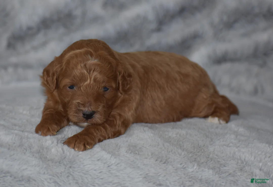Miniature Poodle dogs for sale: Raine - Ad 2