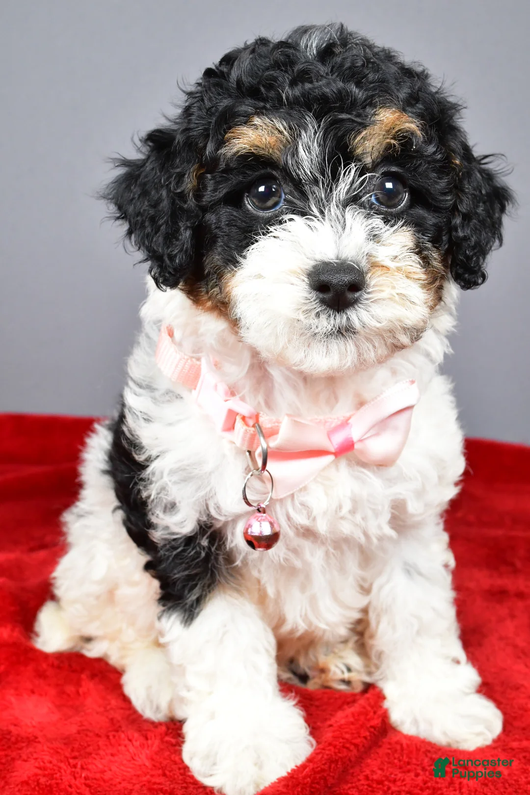 Miniature Poodle dogs for sale: Michelle - Ad 2