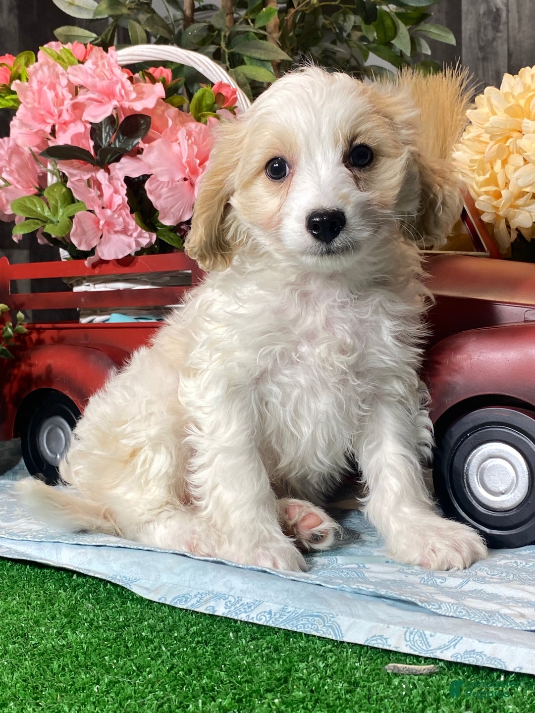 Cavapoochon dogs for sale:  Victor - Ad 5