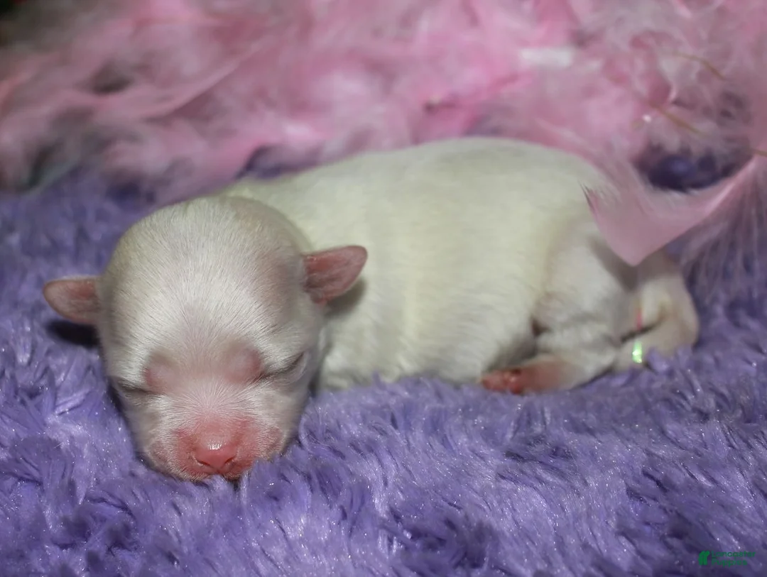 Maltese dogs for sale: Diva - Ad 4