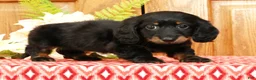Miniature Dachshund dogs for sale: Vandavale - Ad 2