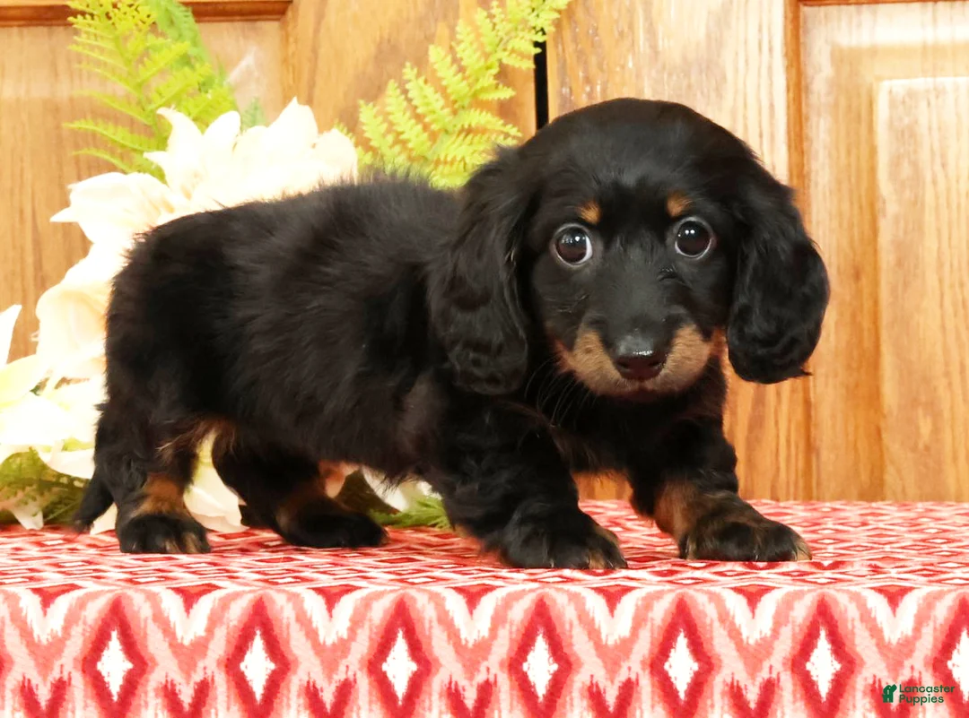 Miniature Dachshund dogs for sale: Vandavale - Ad 2