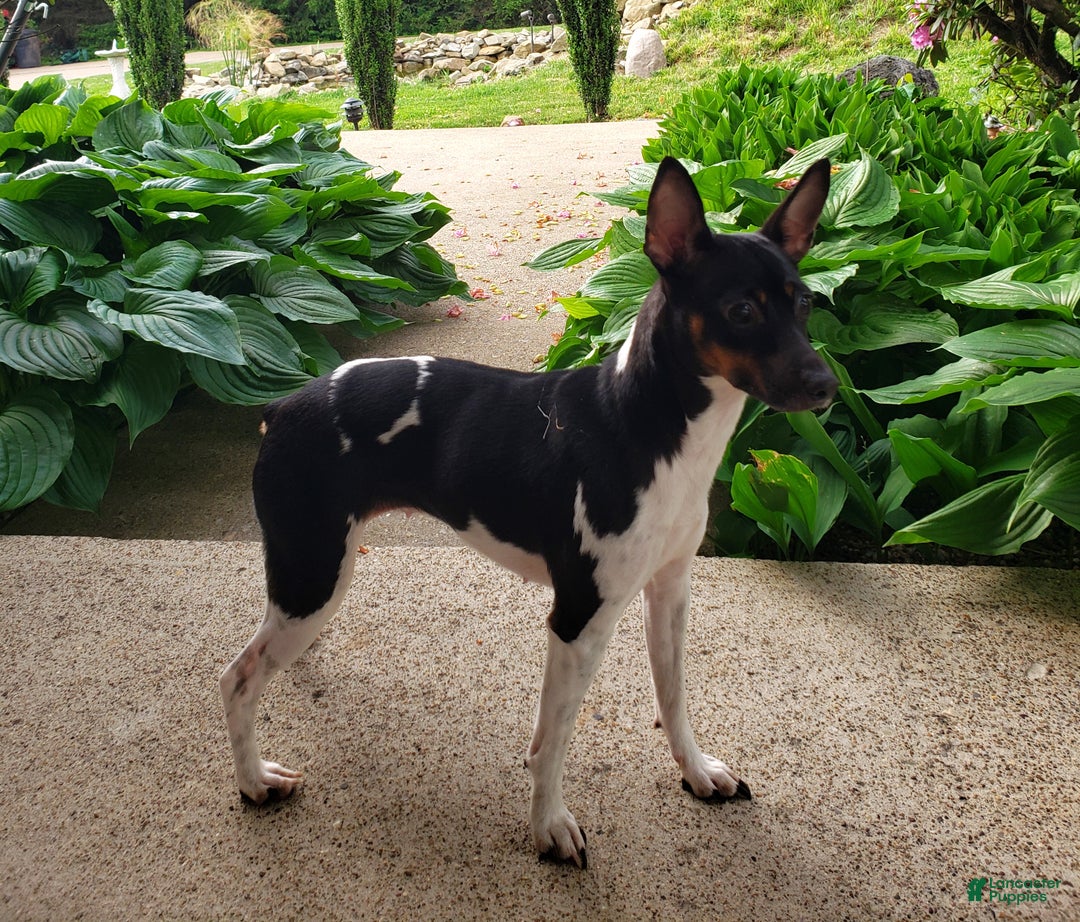 Rat Terrier dogs for sale: Molly *updated photos* - Ad 8