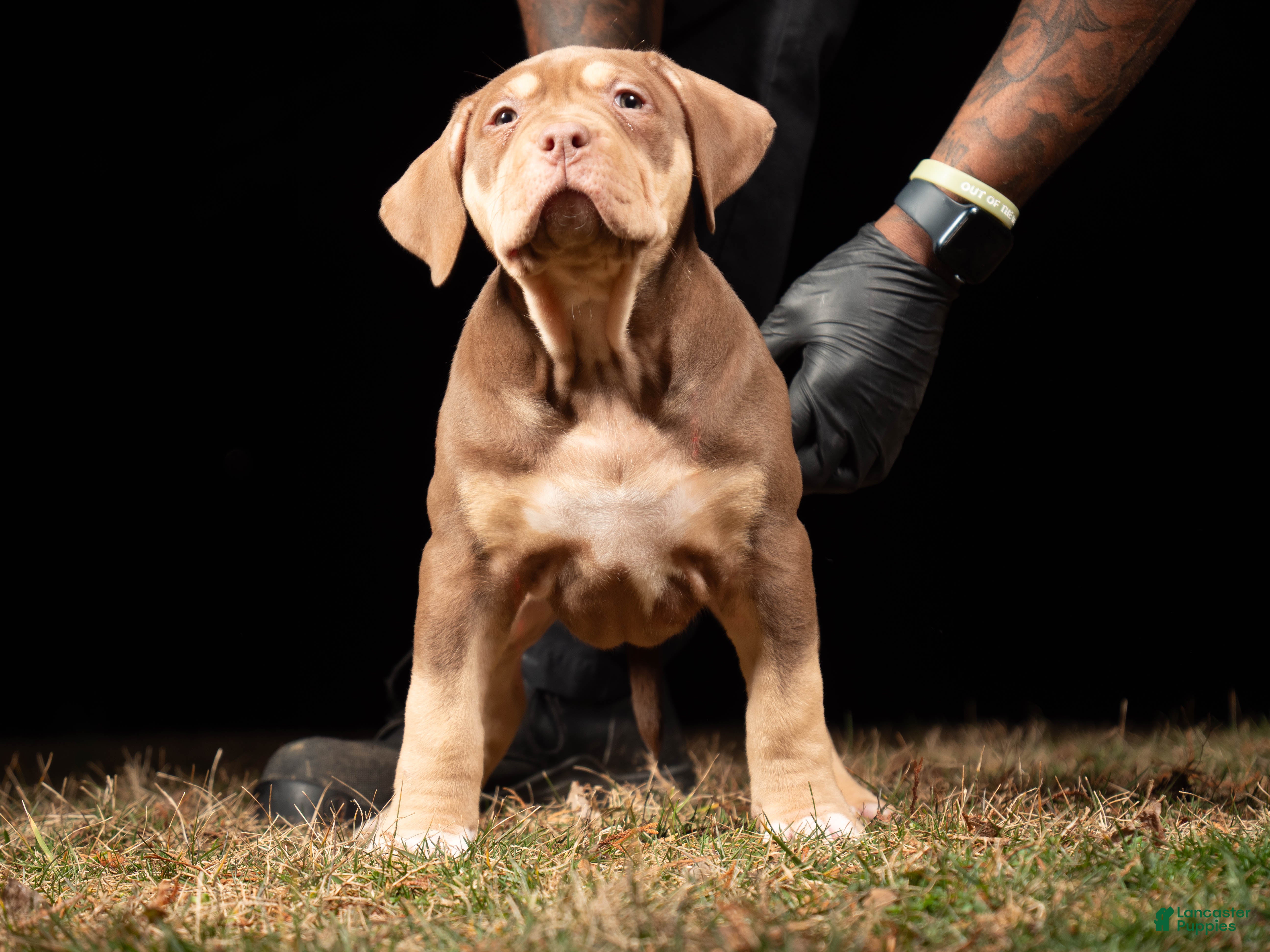American Bully dogs  Puppy 3 - Ad 10