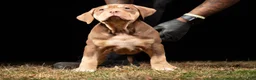 American Bully dogs for sale:  Puppy 3 - Ad 1