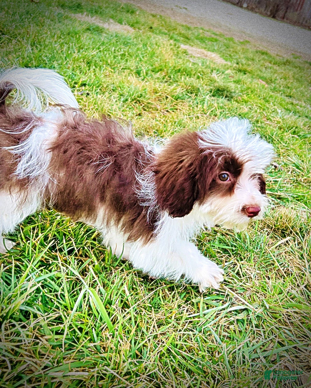 Havapoo dogs Simon - Ad 13