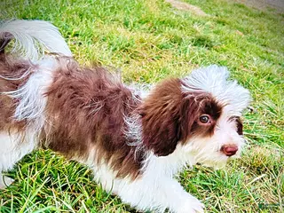 Havapoo dogs Simon - Ad 16