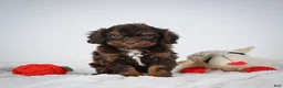 Cavapoo dogs for sale: Ren - Ad 6