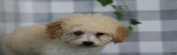 Bichpoo dogs for sale: Luna - Ad 4
