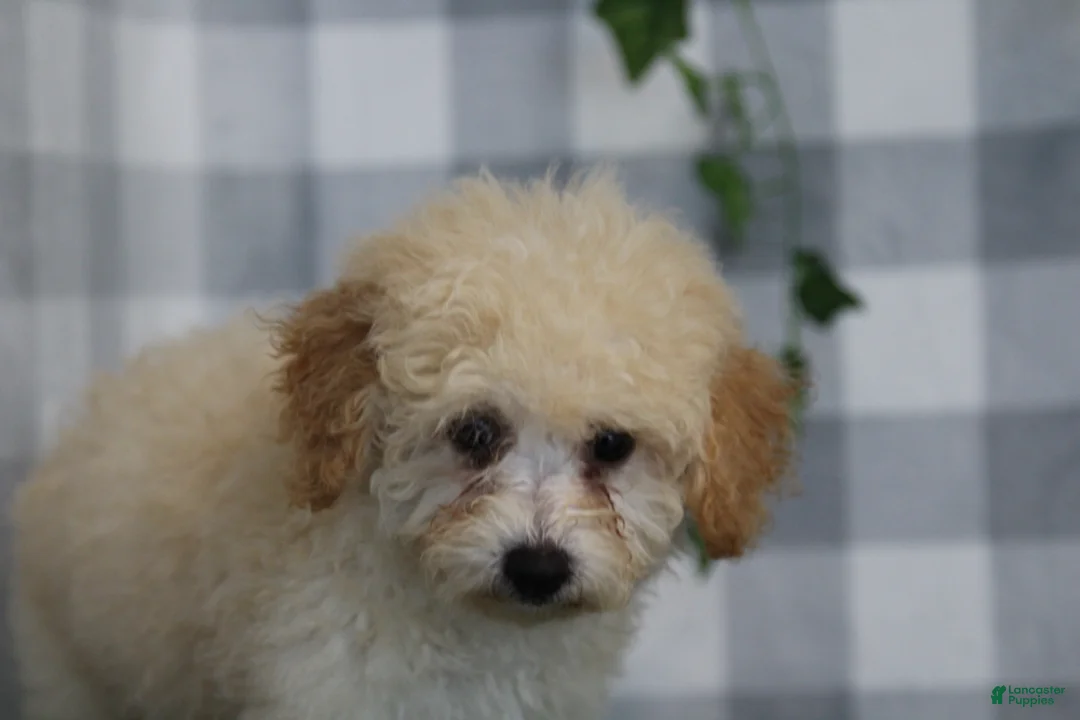 Bichpoo dogs for sale: Luna - Ad 4