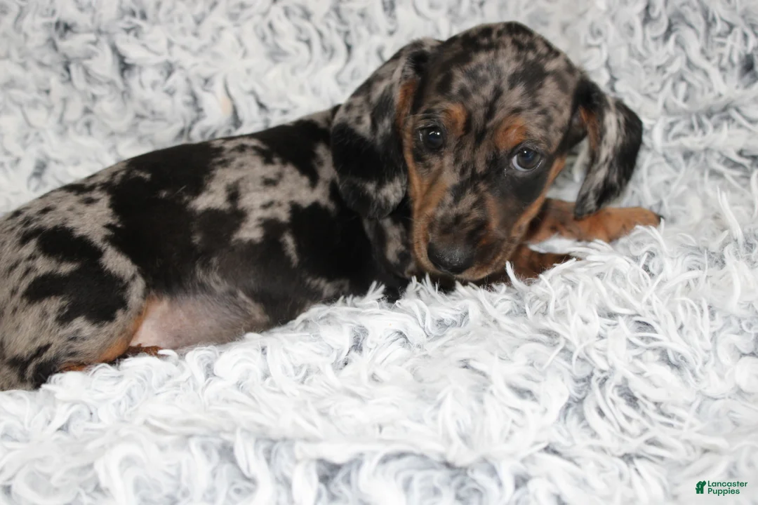 Dachshund dogs for sale: HOOCH - Ad 2