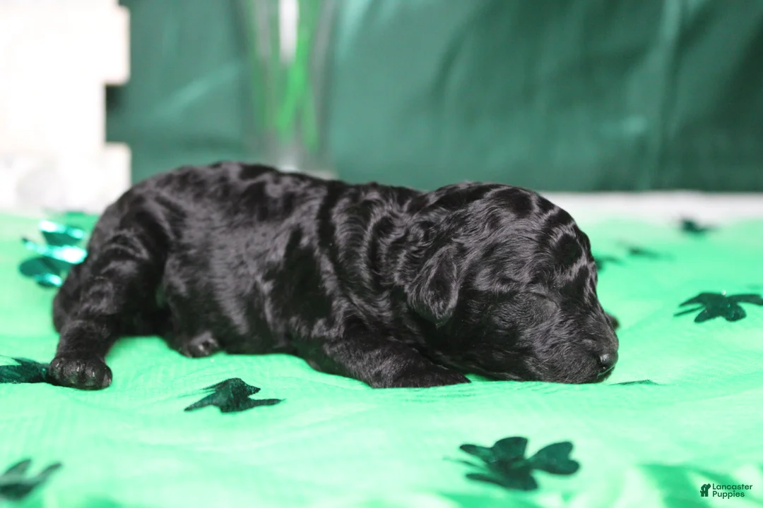 Toy Poodle dogs for sale: Ella  - Ad 5