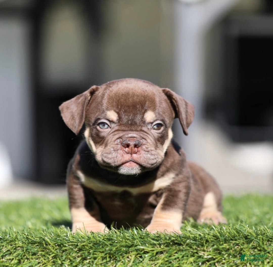 American Bully dogs for sale: American Bully Puppy 1 - Ad 1