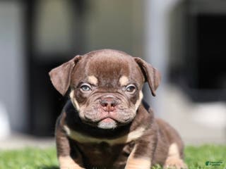 American Bully dogs American Bully Puppy 1 - Ad 16